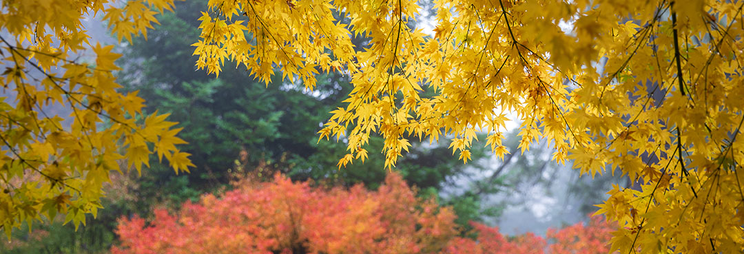 fall leaves campus photo